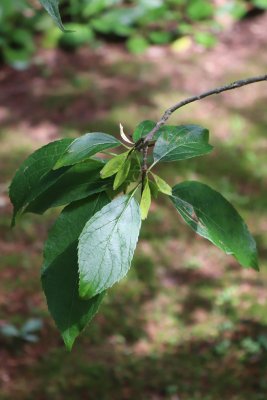 Eucommia ulmoides - gumojilm jilmovitý - list